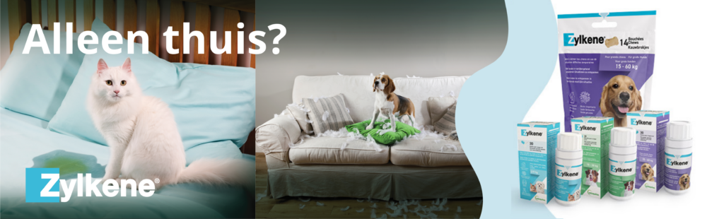 Kat die geplast heeft en hond die zetelt vernielt