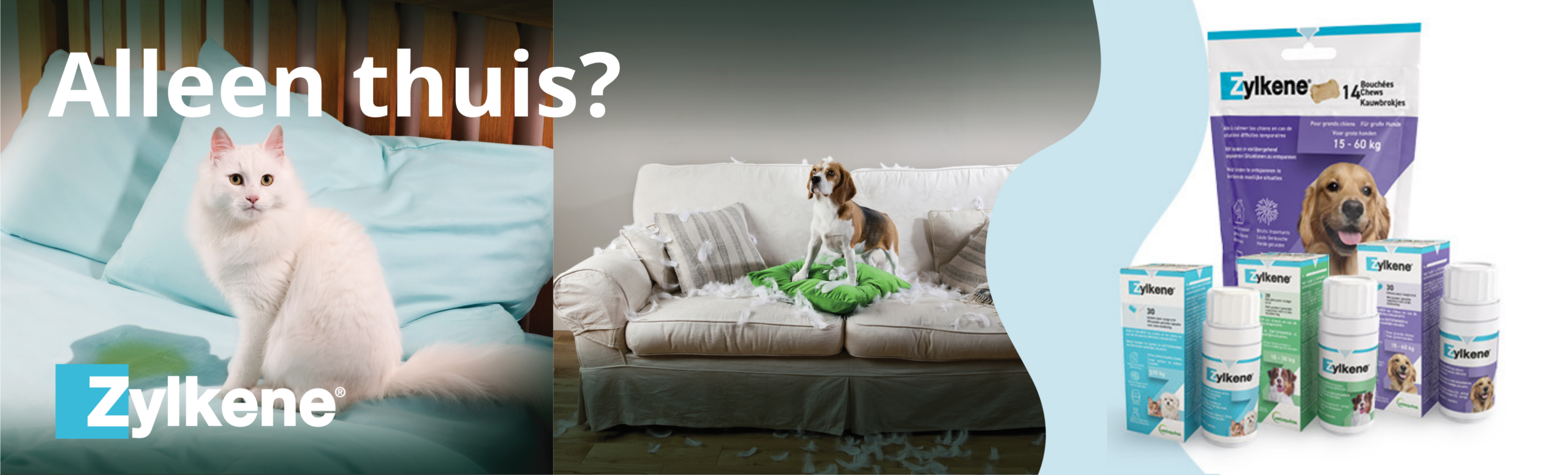 Kat die geplast heeft en hond die zetelt vernielt
